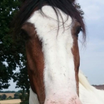 Fred