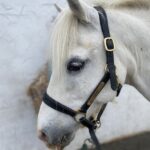 IMG_8596