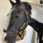 balck and white pony in headcollar which says Dino