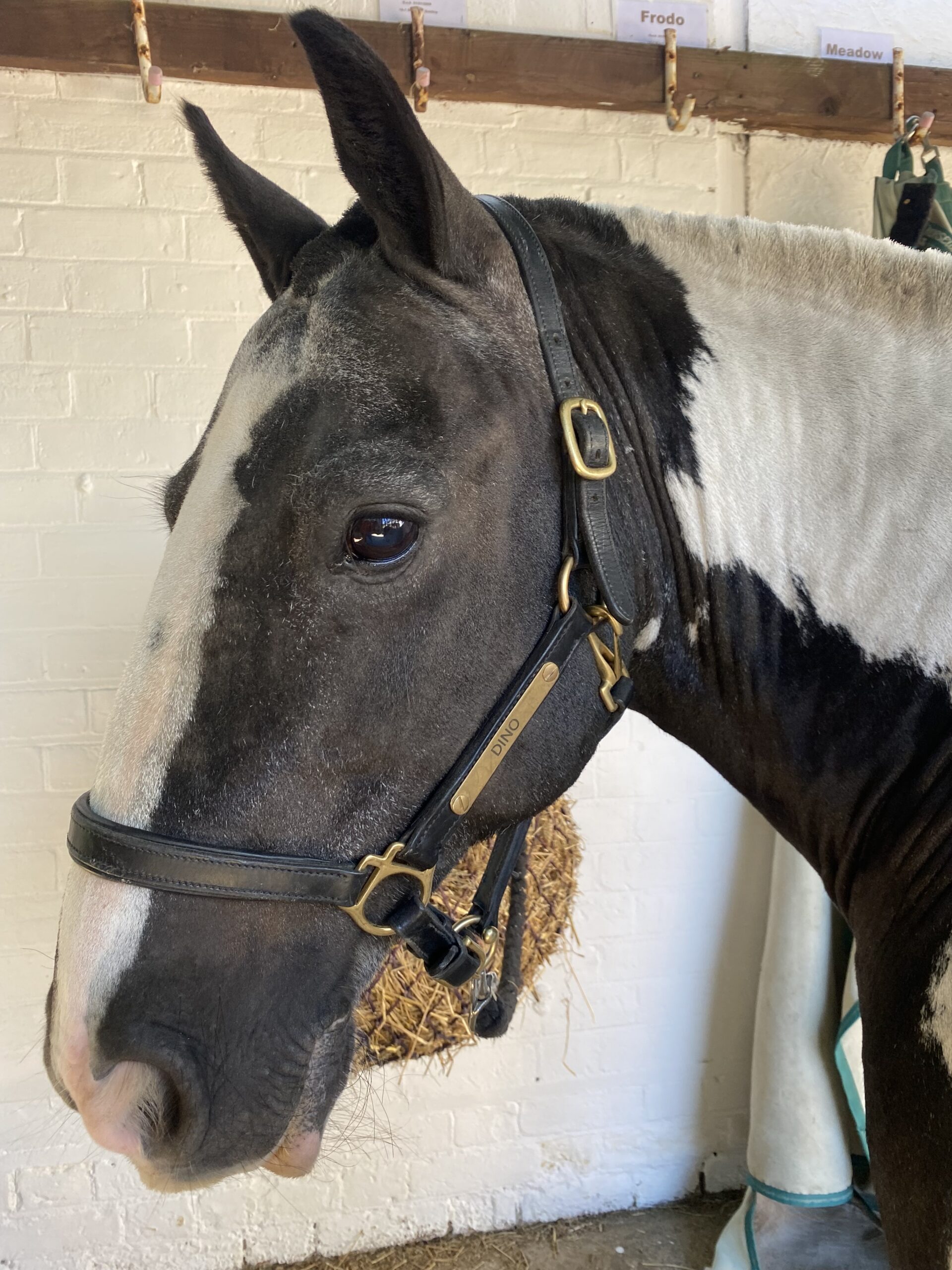balck and white pony in headcollar which says Dino